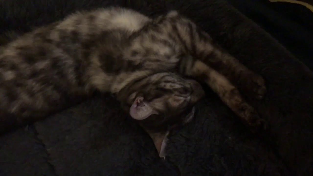 feline infectious peritonitis natural treatment Spoiled Smokey