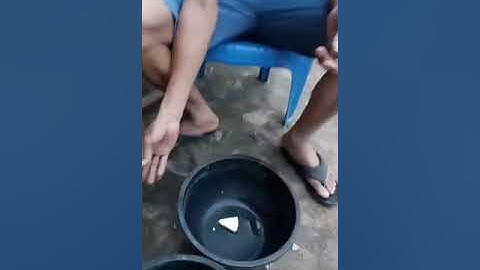 Làm mồi câu Cá Tra khủng đơn giản mà cực nhạy/CÂU CÁ GIẢI TRÍ