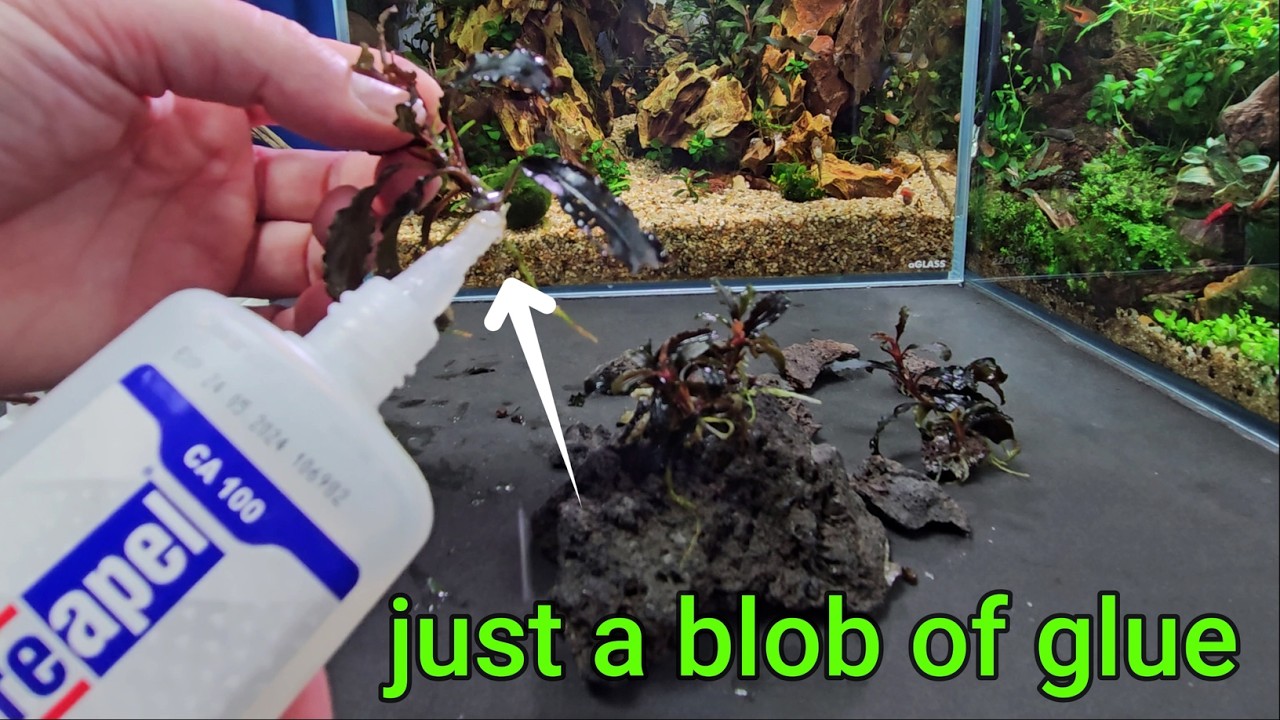 MELTING bucephalandra?! Grow it SAFELY on your aquarium hardscape structure!