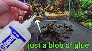 MELTING bucephalandra?! Grow it SAFELY on your aquarium hardscape structure!