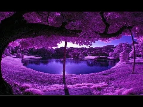 no man s sky next rare chromatic planet purple pearl youtube