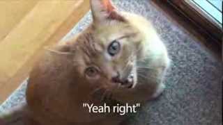 Ultimate Cat Tease: Let Meowt! screenshot 4
