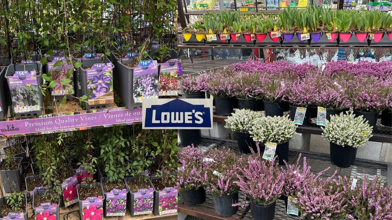 NEW ARRIVALS Shop With Me At LOWES GARDEN CENTER For Your Spring Garden new-arrivals-shop-with-me-at-lowes-garden-center-for-your-spring-garden