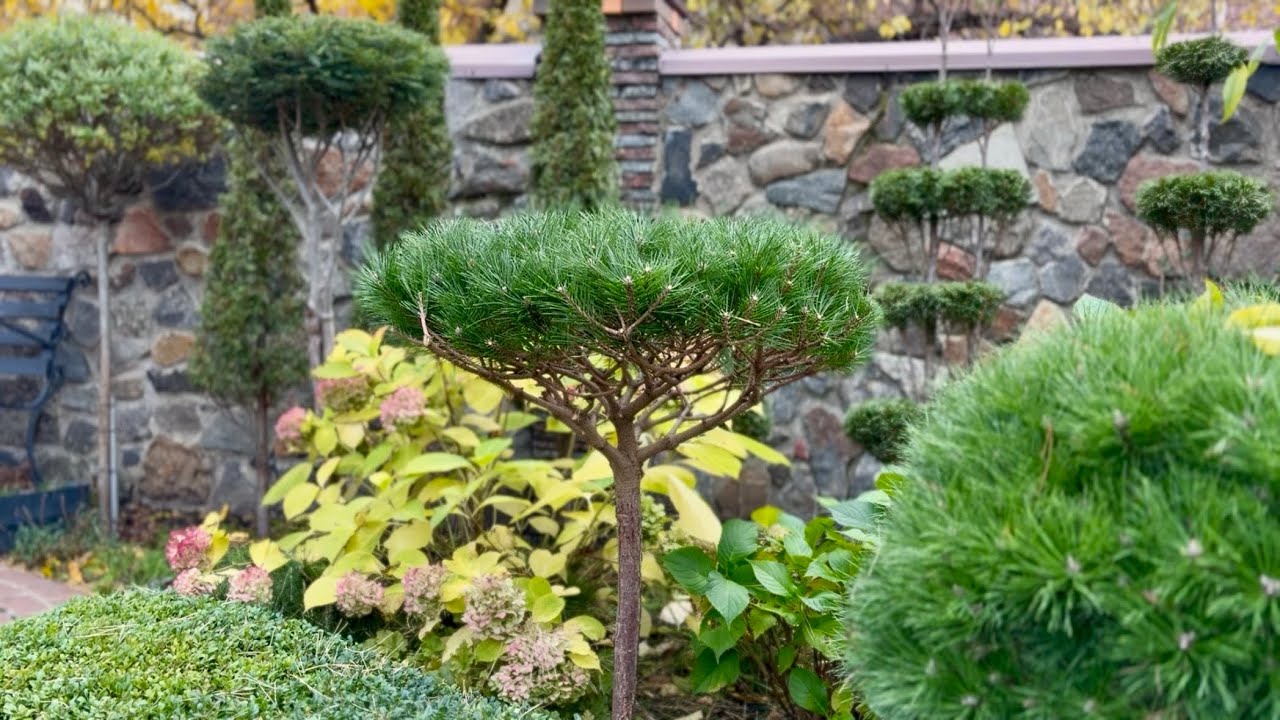 СОСНА “UMBRACULIFERA” НА ШТАМБЕ ВЫРОСЛА! КАК УХАЖИВАТЬ, КАК СТРИЧЬ?