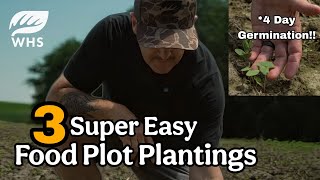 3 Incredibly Easy Food Plot Plantings