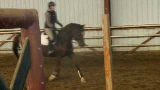 Cici trot right.AVI