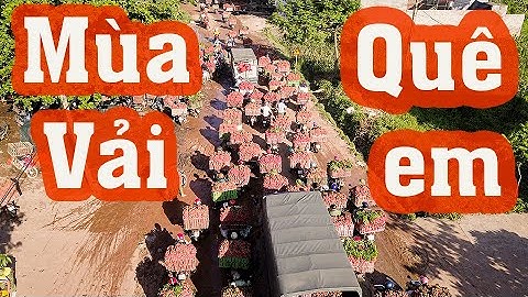 [Flycam] - Mùa vải thiều - Lục Ngạn || Bắc giang du ký
