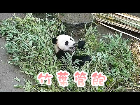 《熊貓早晚安》大熊貓的夢中飯桌 | iPanda熊貓頻道