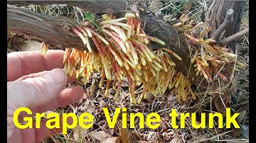 Grape Vine Trunk weird growth. Roots, Gall, Insects, Buds ?