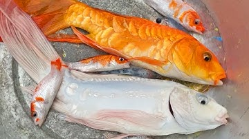 Thỏ vlogss lái công nông bắt cá trong chum có cá chép, cá vàng, cá koi, con rùa, con cua, con ếch