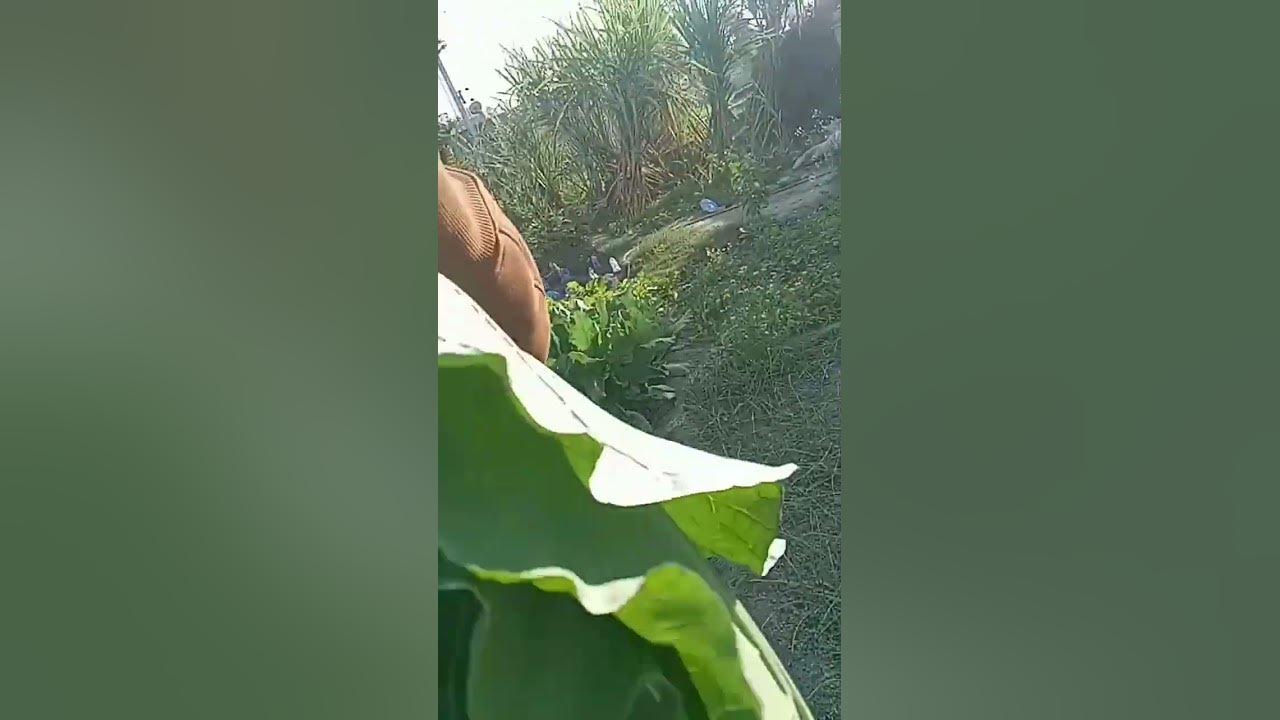 vegetables-in-punjab-youtube