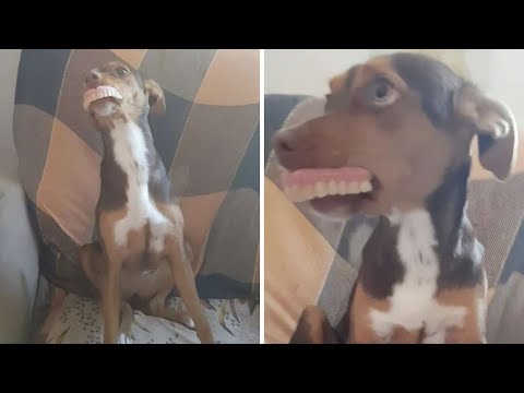 newly-adopted-dog-makes-a-dramatic-move-on-sleeping-grandma-that-leaves-family-in-awe