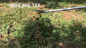 Dụng cụ hái hoa quả trên cao (nhãn, vải ...)