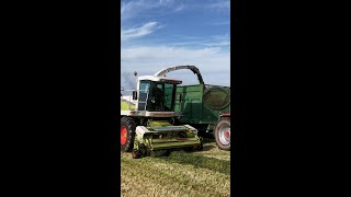 Maize blades on grass?