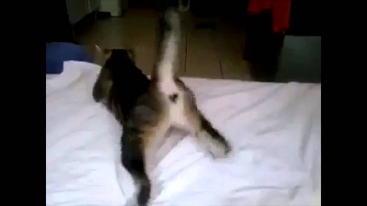 Wiggle Cat Dance  ;)