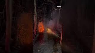 🔥 Firefighters Cut Down Tree Burning From the Inside #shorts