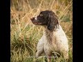 Shooting Rabbits over Trial Dogs