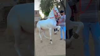 #horse #dance #song #love #lover #horsecare #horselove #sansansehorhorse #dancemusic #horsetrancedan