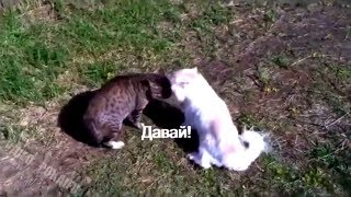 КОТЭ разборки