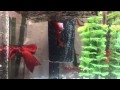 Betta mi nueva mascota llamado Bob (Half moon double tail)