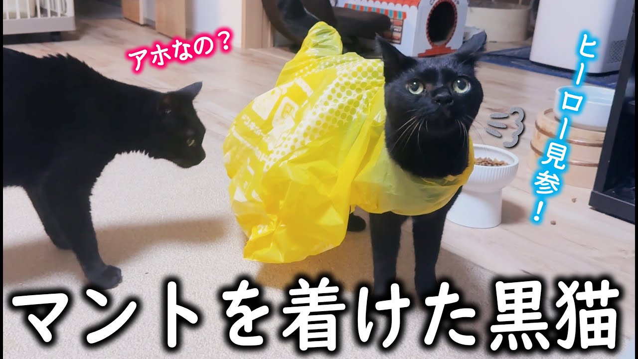 正義の味方ごっこをする猫にお付き合いください… - YouTube