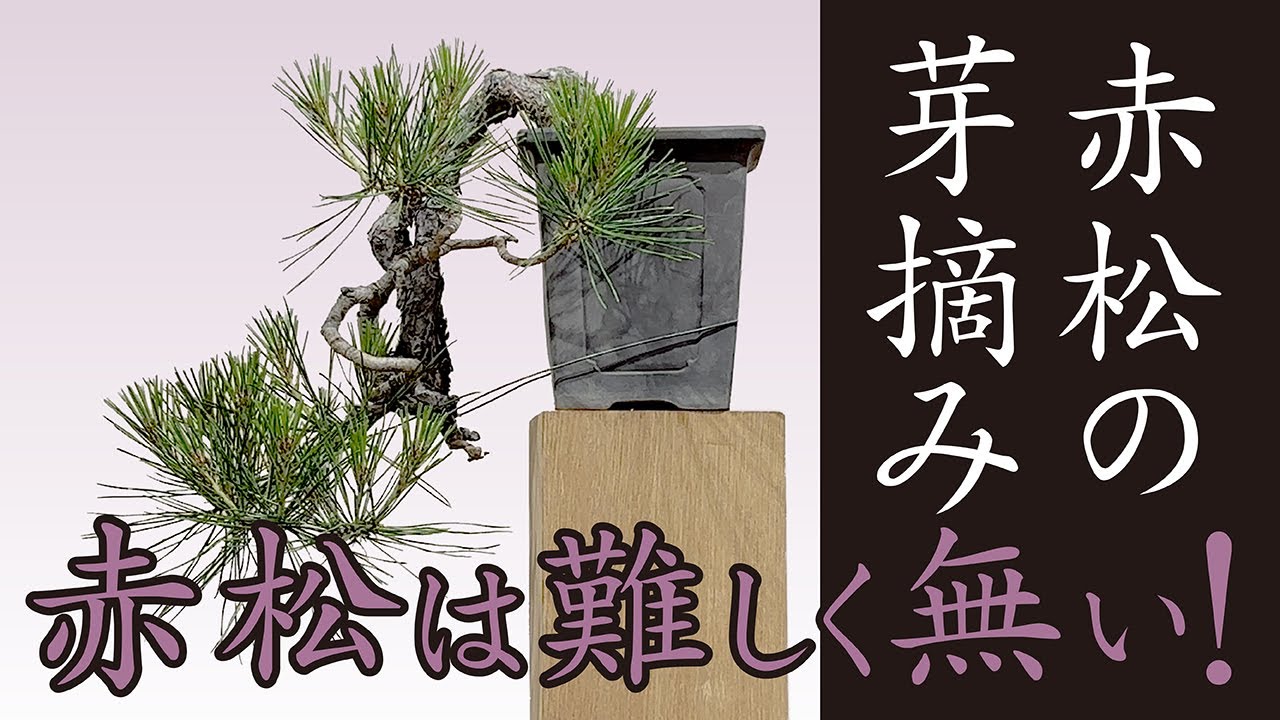 Picking red pine buds - YouTube