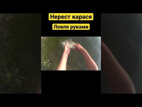 Рыбалка руками в