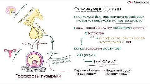 Анатомия и физиология женской половой системы - обзорно