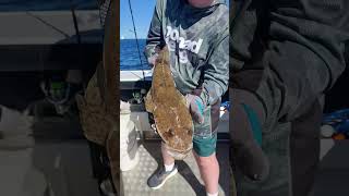 55cm flattie