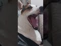 Pausa 2 para Ver a lili |@Elisa_LalisaGamer| #meme #memes #cachorros ##fofo #dog #dogs#dogshorts