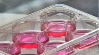 Live Mice from Skin Cells