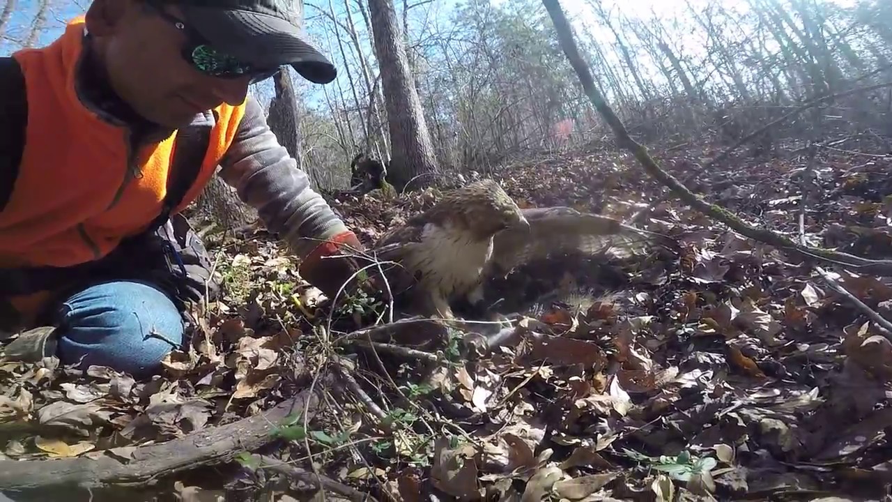 falconry centre newent Squirrel VS Slingshot, Dog & Redtail Hawk