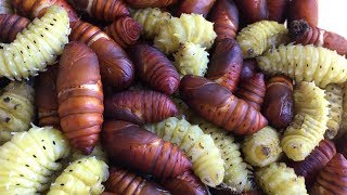 Cooking The FRESHEST WORMS in Northern Vietnam - Vietnam street food