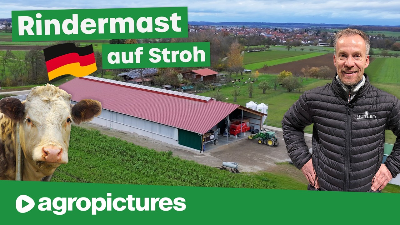 Rindermast auf Stroh | Neuer Tierwohl Stall mit Hetwin Athos Einstreuroboter und Fütterungsroboter