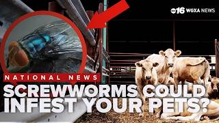 Pets and Prices: screwworms raise concerns for domestic pet safety and possible price hikes for beef