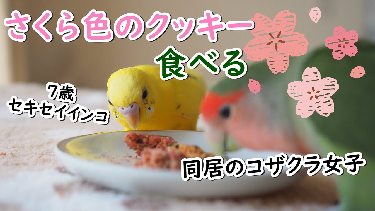 シニア生活 セキセイインコとコザクラインコがさくら色のクッキーを食べる お花見気分 Old Budgerigar Cookie Monster Youtube