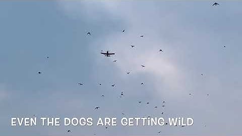 Cheap RC Plane VS Birds - Eachine T-28 Trojan