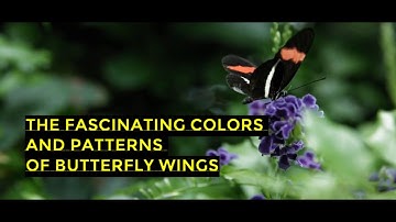 The Fascinating Colors and Patterns of Butterfly Wings