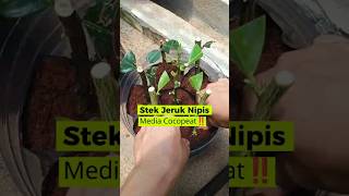 Cara Stek Jeruk Nipis Agar Cepat Berakar & Tumbuh Subur