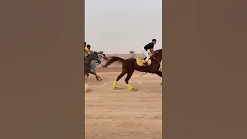 سباق خيل عربية خيل خيل عربي اصيل 