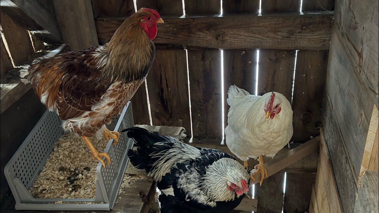 Early Morning Chores on a Maine Homestead | Simple Living