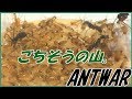 蟻戦争Ⅱ#61 1000匹のゴキブリもアリからすればただのごちそう。編~For ants, a thousand cockroaches are just a feast.~