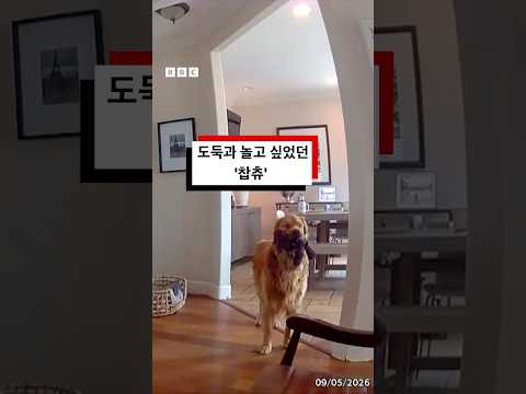 도둑과 놀고 싶었던 ‘찹츄’ #bbc #bbc코리아