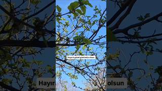 ginaydin dostlar #onecikar #örgü #lifsayfasi #siparisaliyorum 🌿🌿🌿
