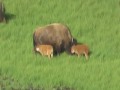 Bison Calves in Yellowstone National Park
