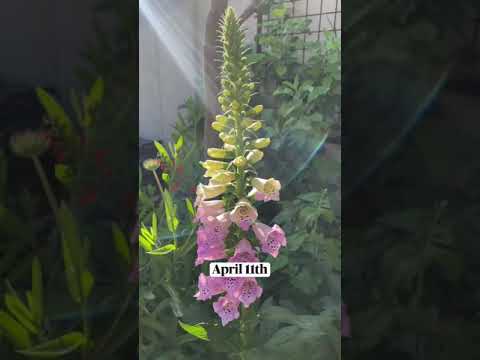 Vídeo: Les plantes de Foxglove creixeran en tests: com fer créixer Foxglove en test