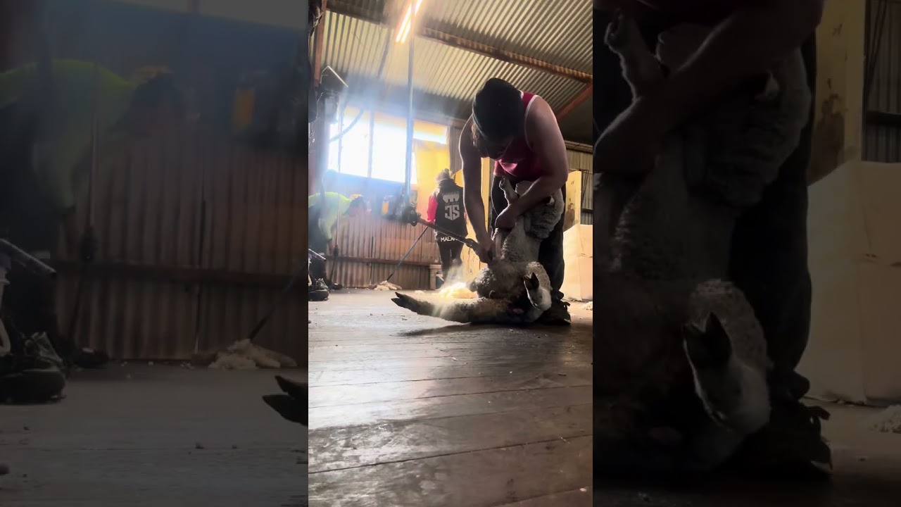 Narembeen summer lambs Western Australia