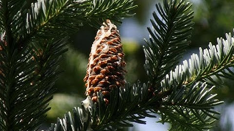 How to identify fir trees (Abies spp.)