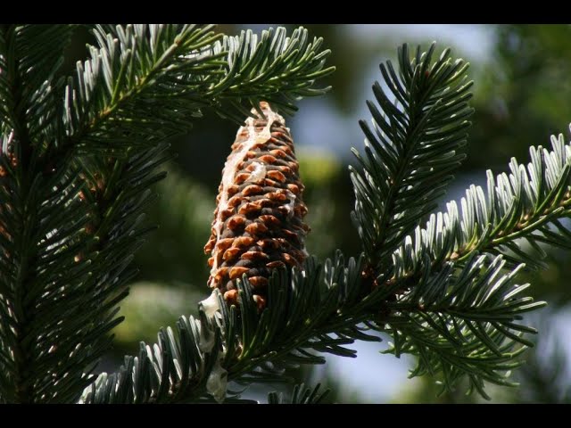 This Or That?: Douglas Fir, Fir Needle, Silver Fir and Fir Balsam