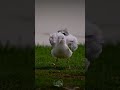 طائر النورس وقت الاسترخاء 